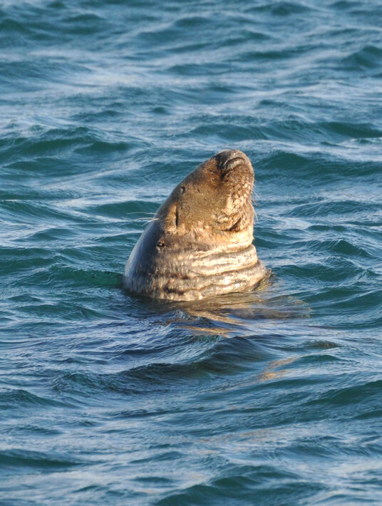 Seal near Coverack