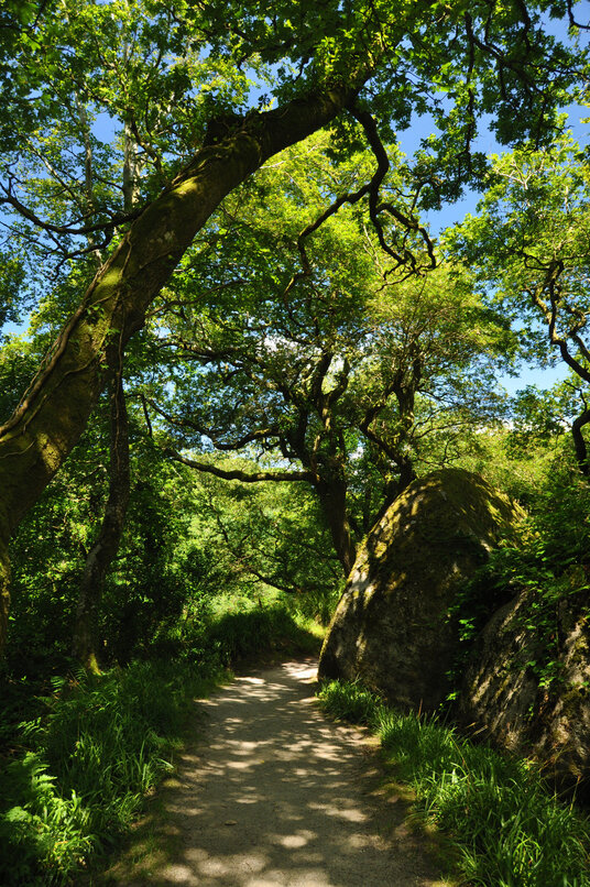 Granite boulders in the Luxulyan Valley