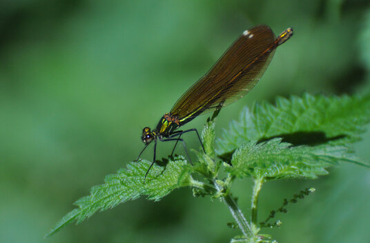 Damselfly near Ponts Mill