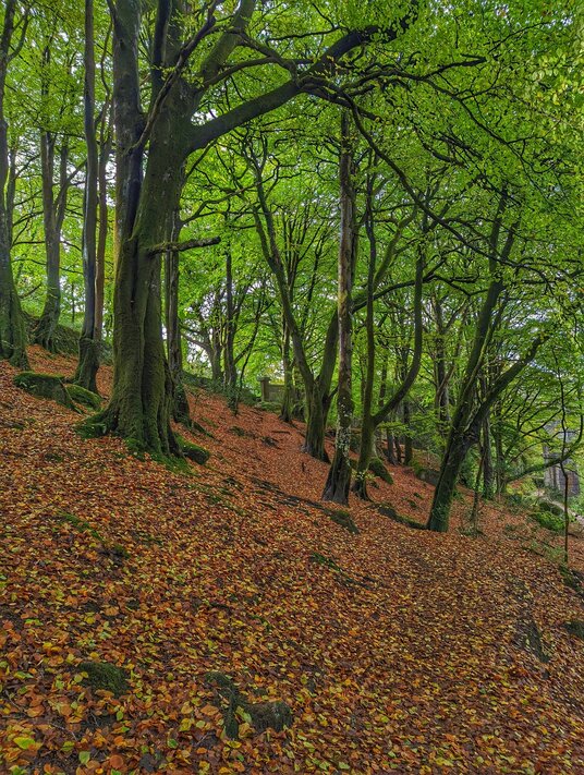 Woodland in the Luxulyan Valley