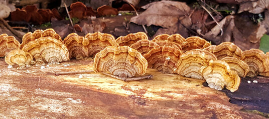 Bracket Fungus near Maenporth