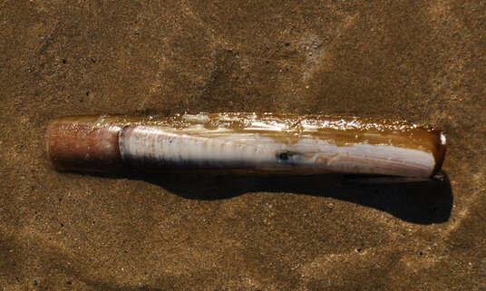 Razor clam at Maenporth