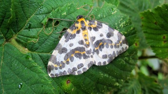 Magpie moth at Dizzard