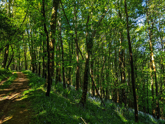 Woods near Maker Church
