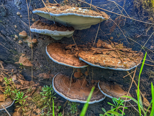 Bracket Fungus