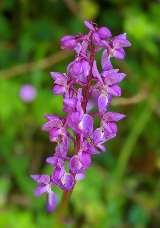 Early purple orchid