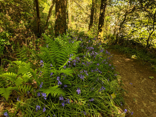 Path along the river