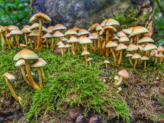 Fungi near Manaccan