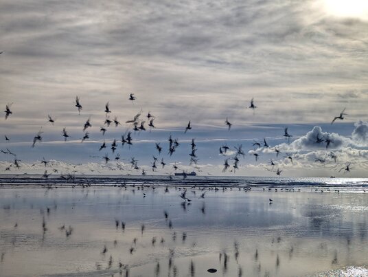 Birds on Marazion Beach