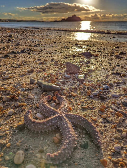 Starfish on Marazion beach