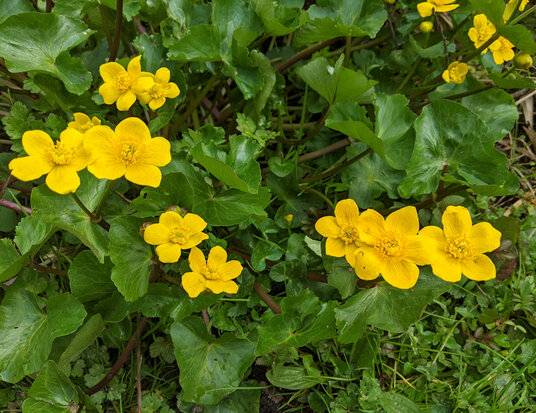Marsh Marigold