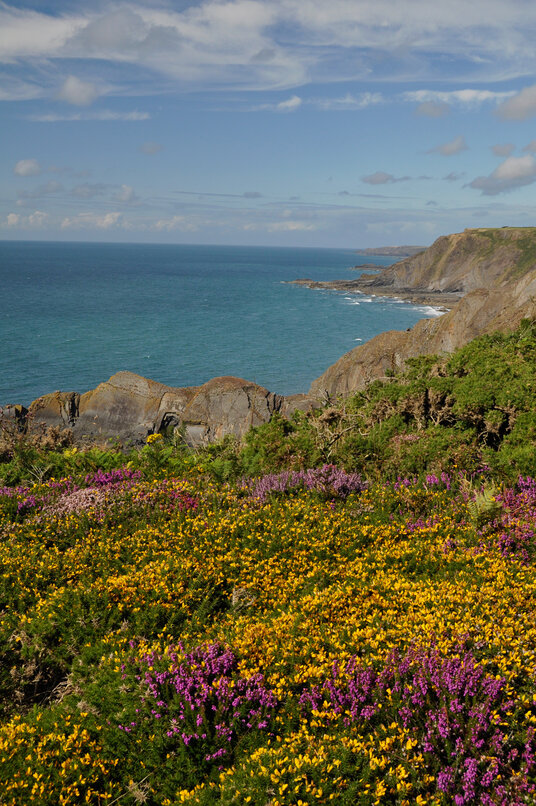 Gorse and heather flowers on the coast path