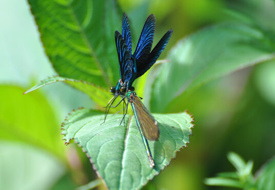 Mating Damselflies in the West Looe Valley