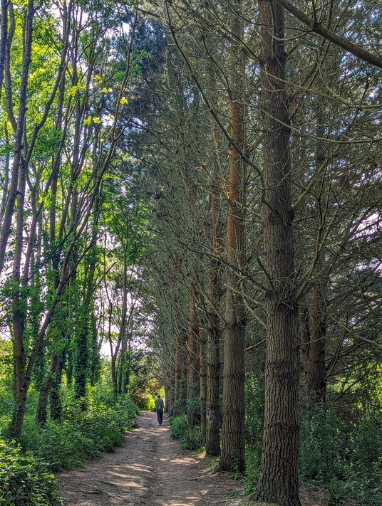 Conifer trees near Mawgan Porth