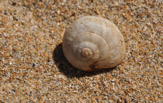 Sand composed of tiny seashell fragments