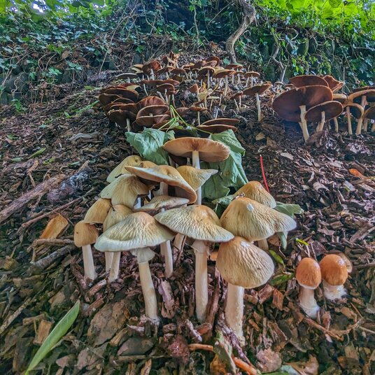 Fungi by Mawnan Church