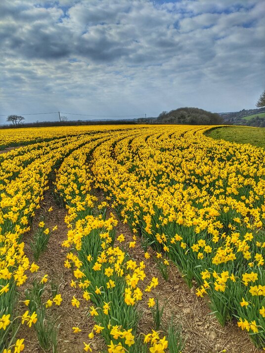 Fields near Mawnan Smith