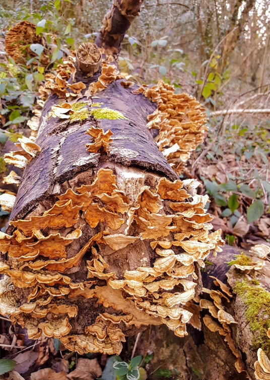 Bracket Fungus near Maenporth