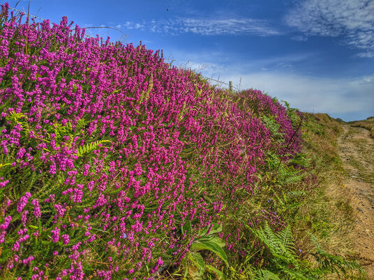 Heather on the path to Mên Scryfa