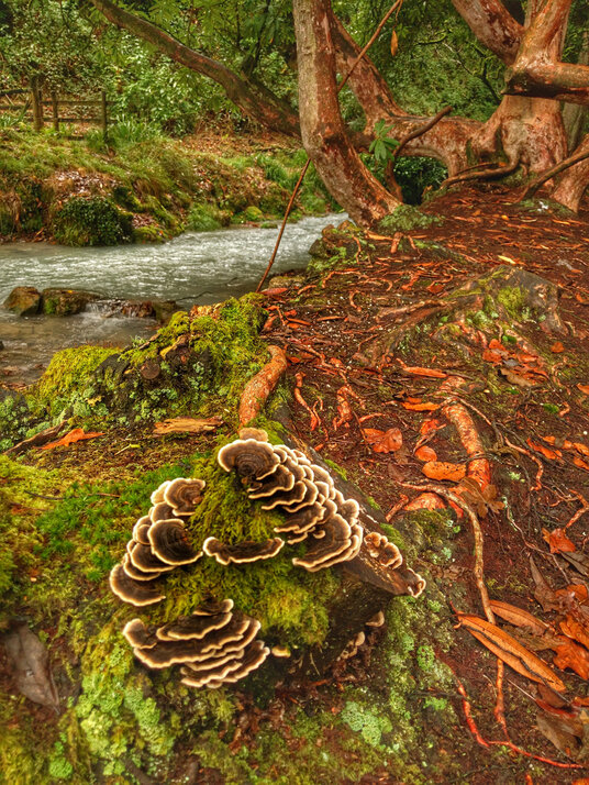 Fungi at Menacuddle Well