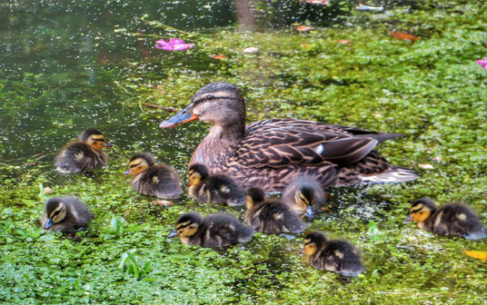 Ducklings at Menacuddle Well
