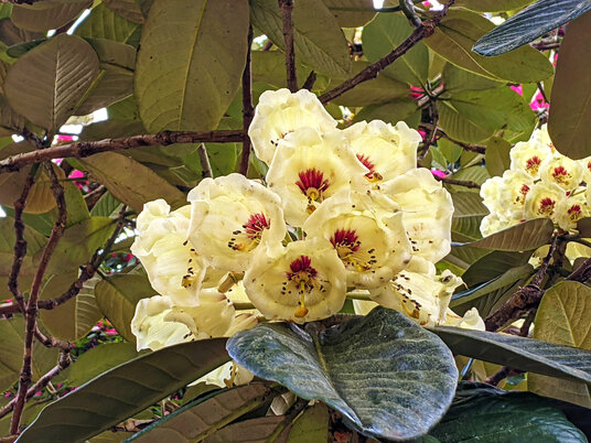 Gardens at Menacuddle Well