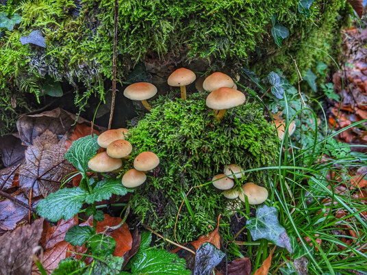 Fungi at Menacuddle Well