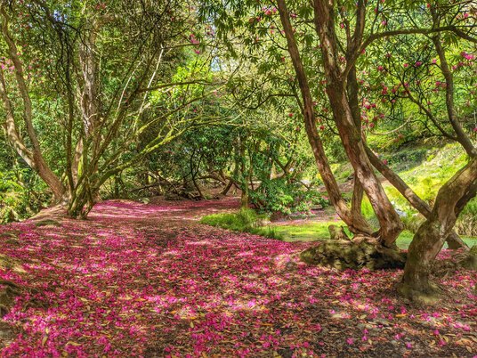 Gardens at Menacuddle Well