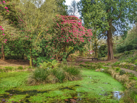 Pond at Menacuddle Well