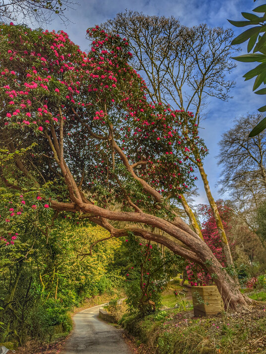 Rhododendrons at Menacuddle Well