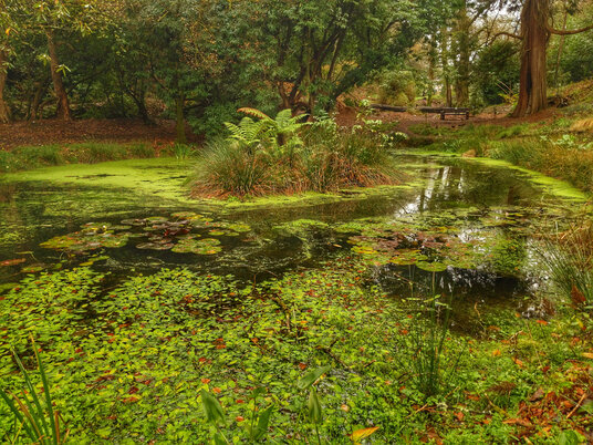 The pond at Menacuddle Well
