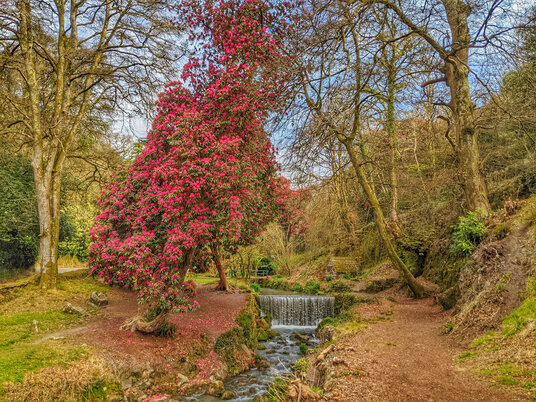 Rhododendrons at Menacuddle Well