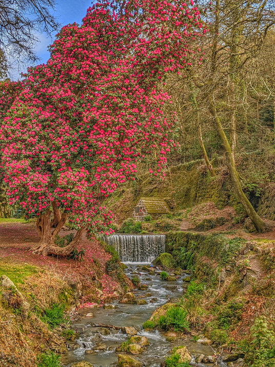 Rhododendrons at Menacuddle Well