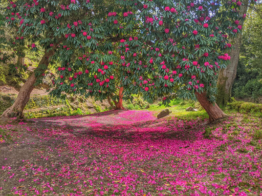 Gardens at Menacuddle Well