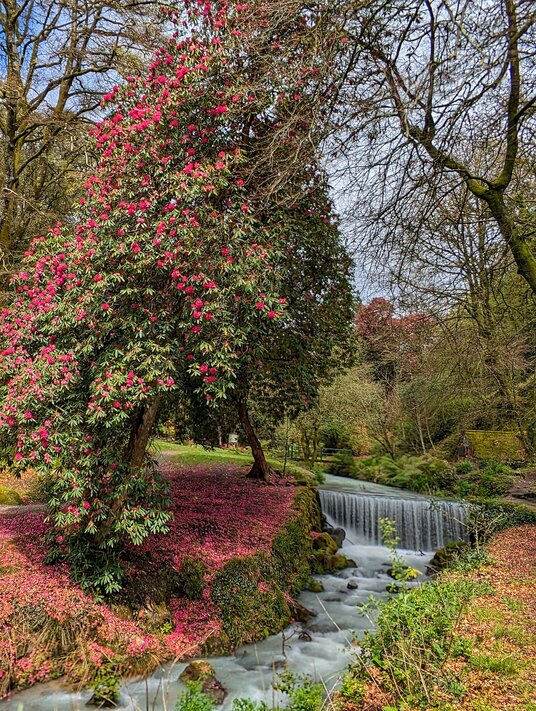 Rhododendron at Menacuddle Well