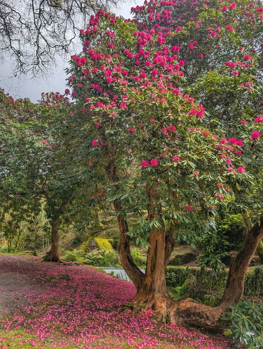 Rhododendron at Menacuddle Well