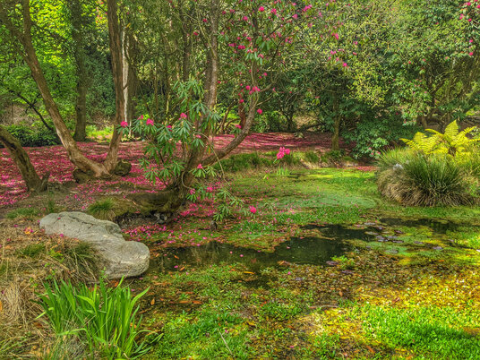 Pond at Menacuddle Well