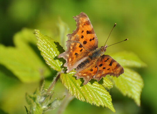 Comma butterfly beside the footpath