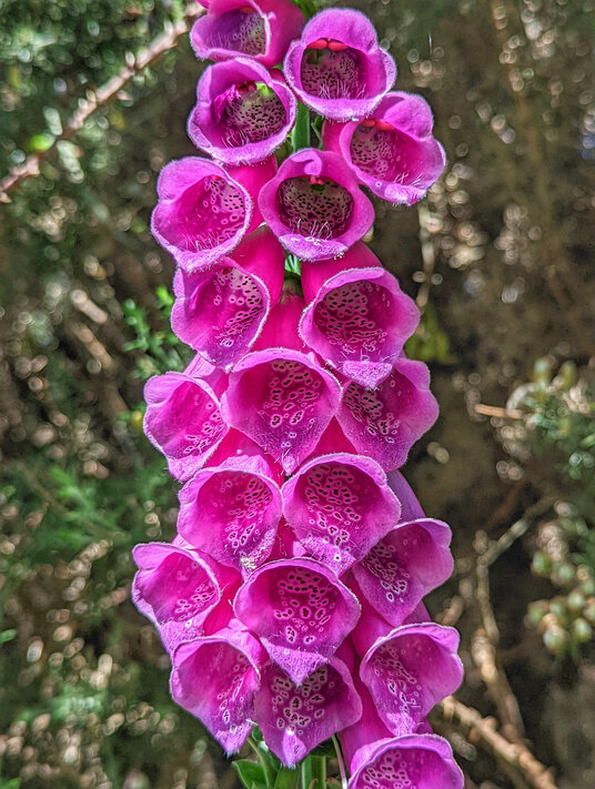 Foxglove near Messack Farm