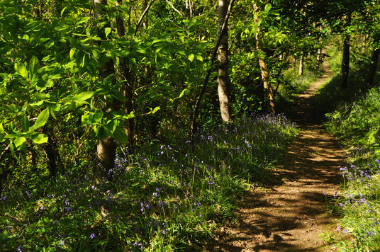 Bluebells in the woods at Messack Point