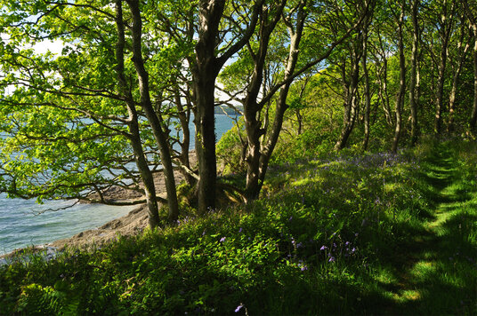Bluebells in the woods at Messack Point