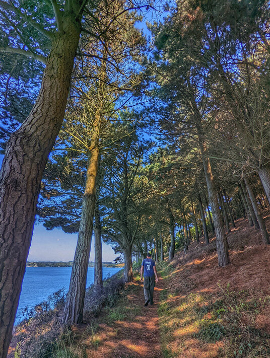 Woodland on Messack Point