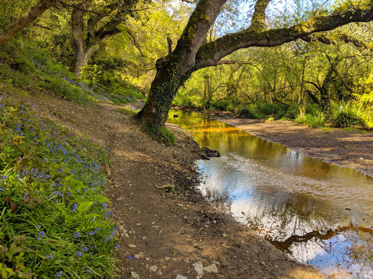 River in Metha Wood