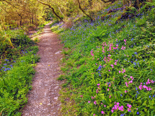 Wildflowers in Metha Wood