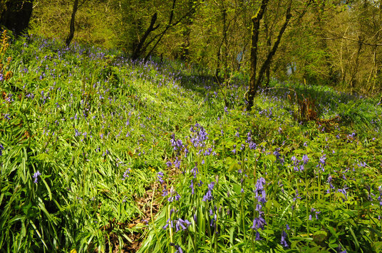 Bluebells in Metha Wood