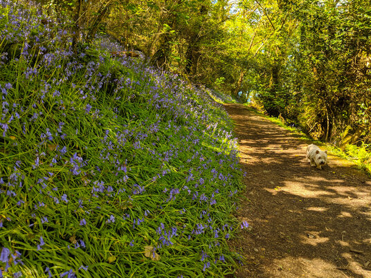 Bluebells in Metha Wood