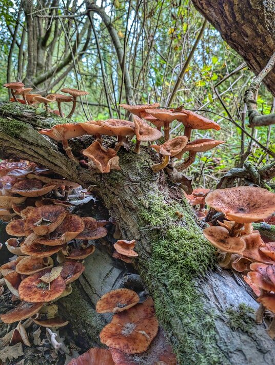 Fungi in Metha Wood