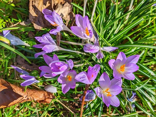 Crocus at Metherell