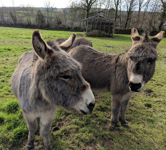 Donkeys at Metherell