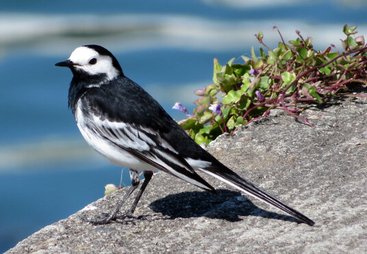 Pied wagtail